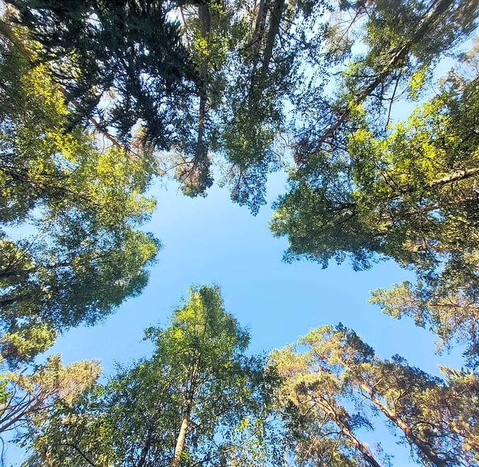 Stiltekamp
