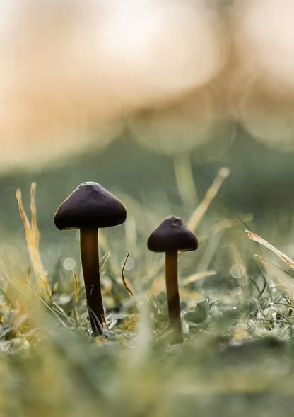 3-daagse begeleide psilocybine-retreat in de natuur (Nederland)