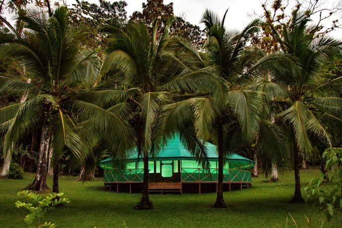 Ayahuasca-workshops