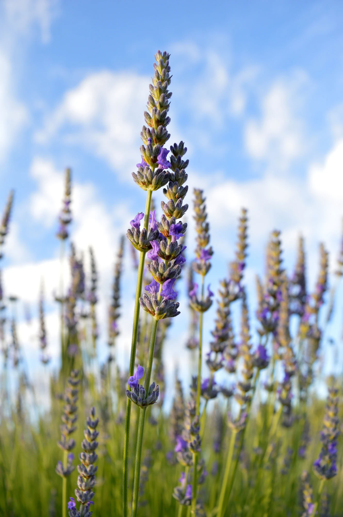 Yoga- en fitnessretreat in Toscane
