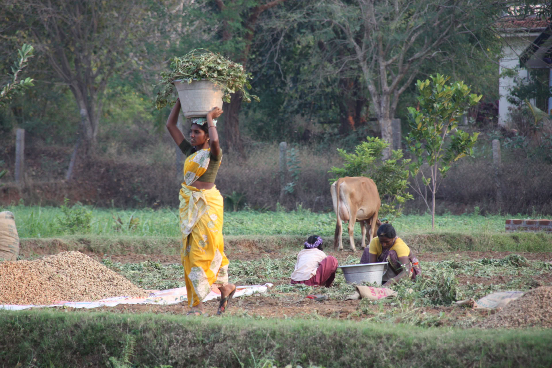 24 jan. 21-daagse stille meditatie-detox ashramretreat India