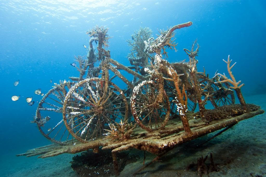 Introductieve duik in Lovina Reef, 1 duik