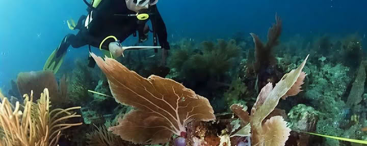 Introductieve duik in Lovina Reef, 1 duik