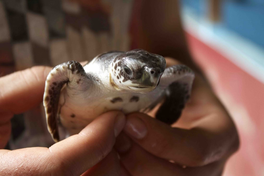 Tour door Pemuteran met snorkelen