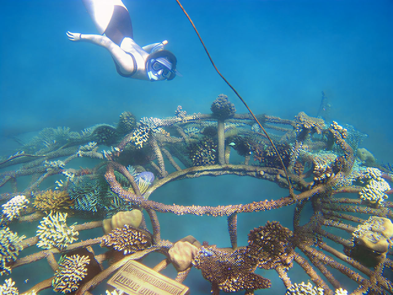Tour door Pemuteran met snorkelen