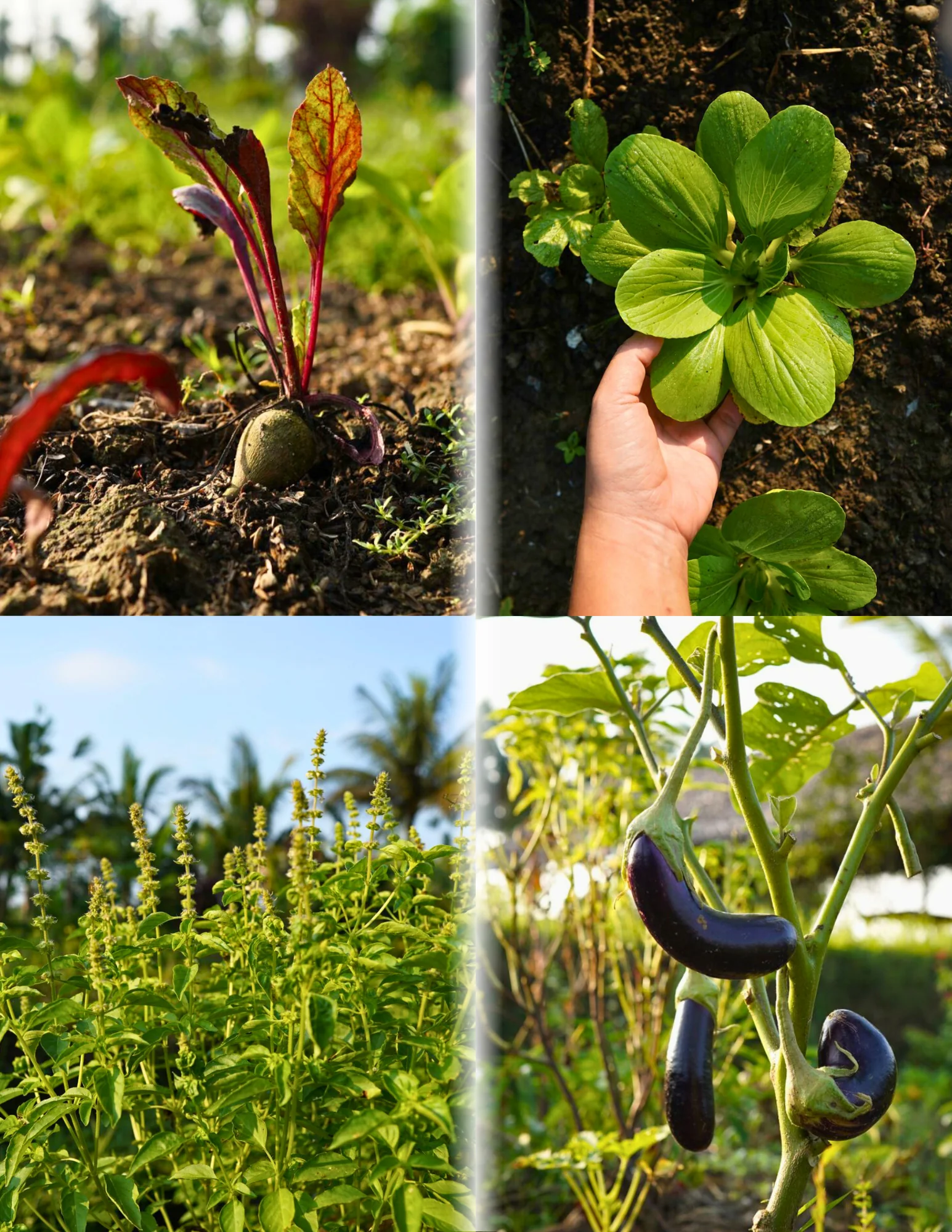 Begawan Farm-to-Table Ervaring
