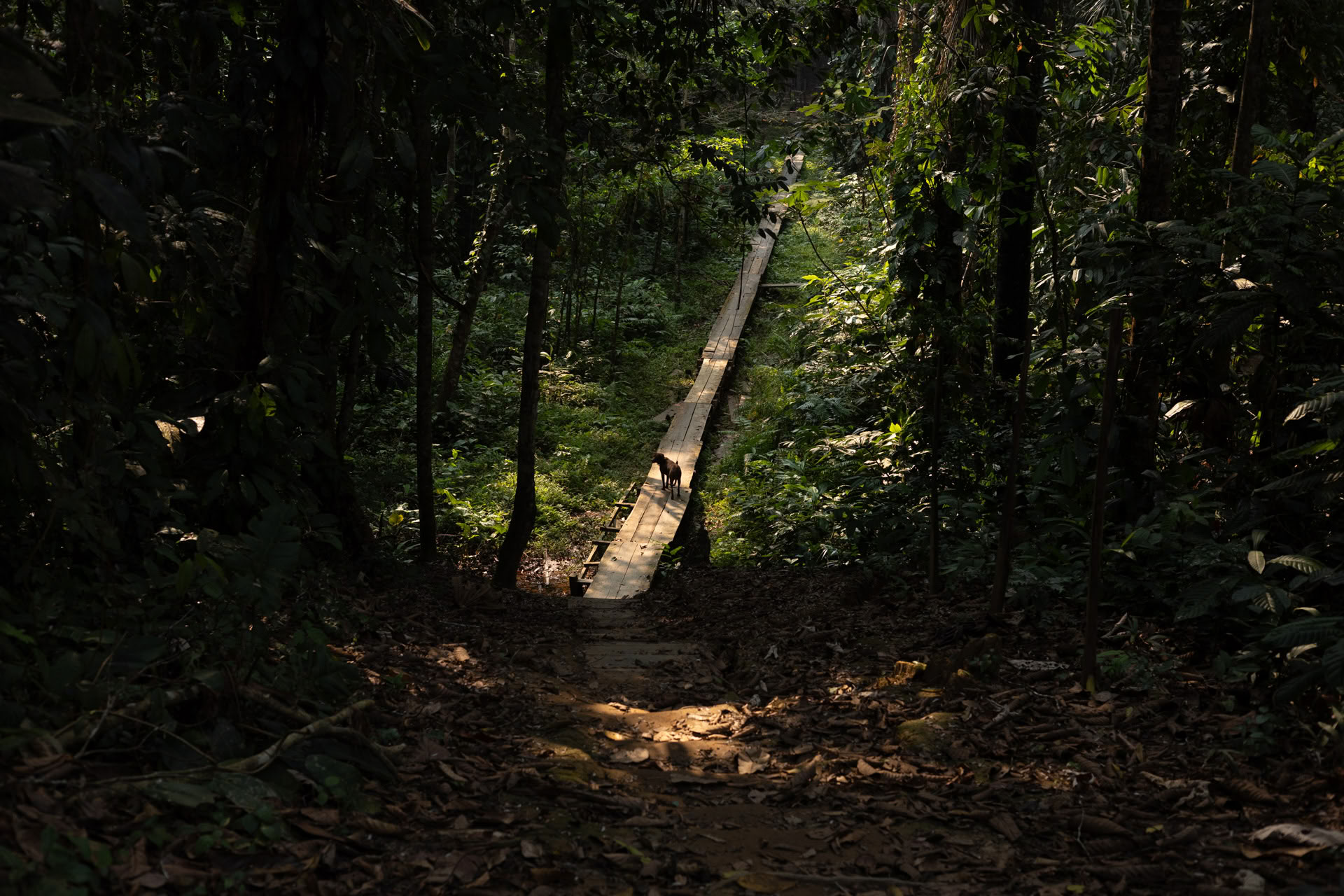 Open Ayahuasca-retreat