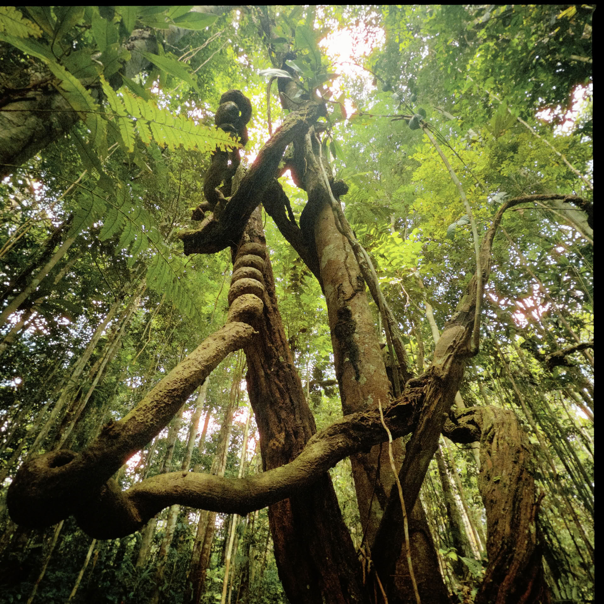 Open Ayahuasca-retreat