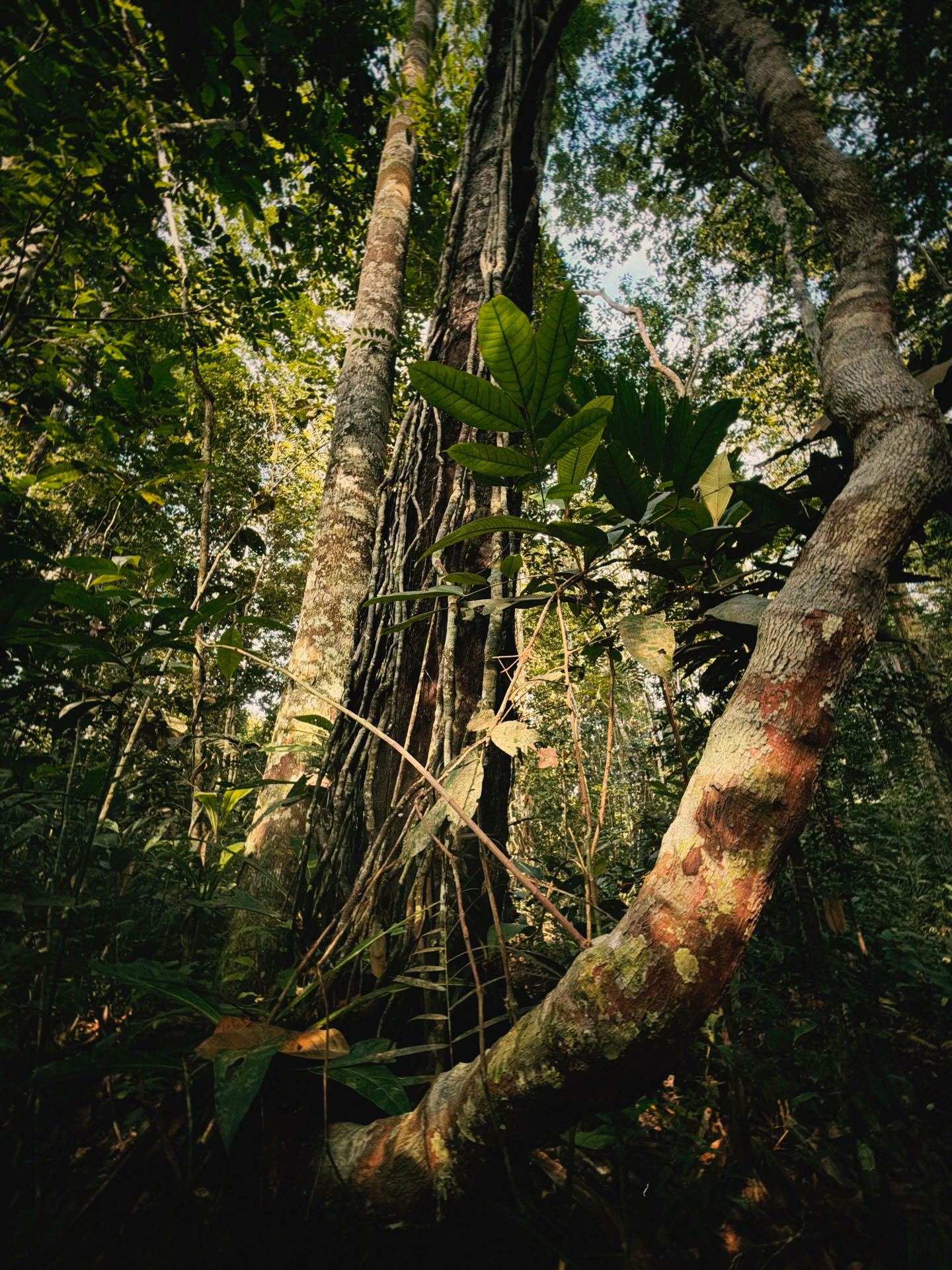 Open Ayahuasca-retreat