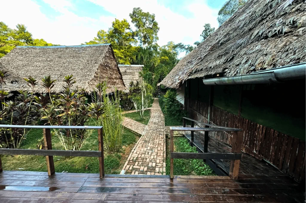 Amazone - Blue Morpho Lodge 3 ayahuasca & 1 San Pedro