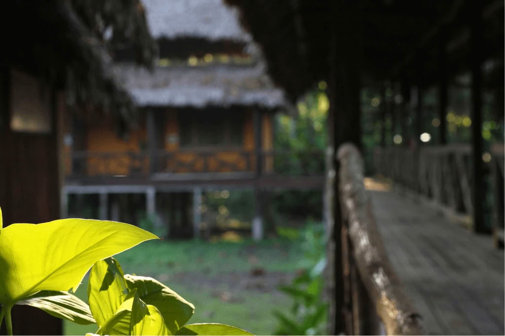 Amazone - Blue Morpho Lodge 3 ayahuasca & 1 San Pedro