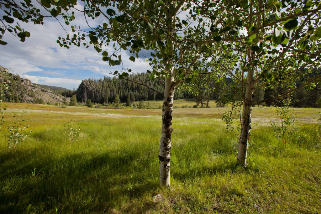 Elementaire Pelgrimstocht: Ontwaken door Intimiteit met Bomen, Rivier en Hemel