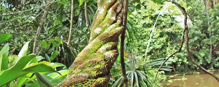 Meester Ayahuasca-retraite