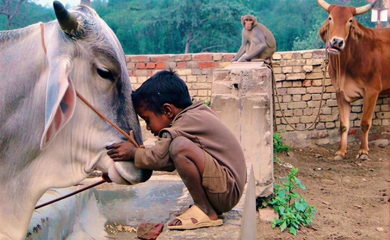 Spirit van de Himalaya'-tour + Holi-festival in India