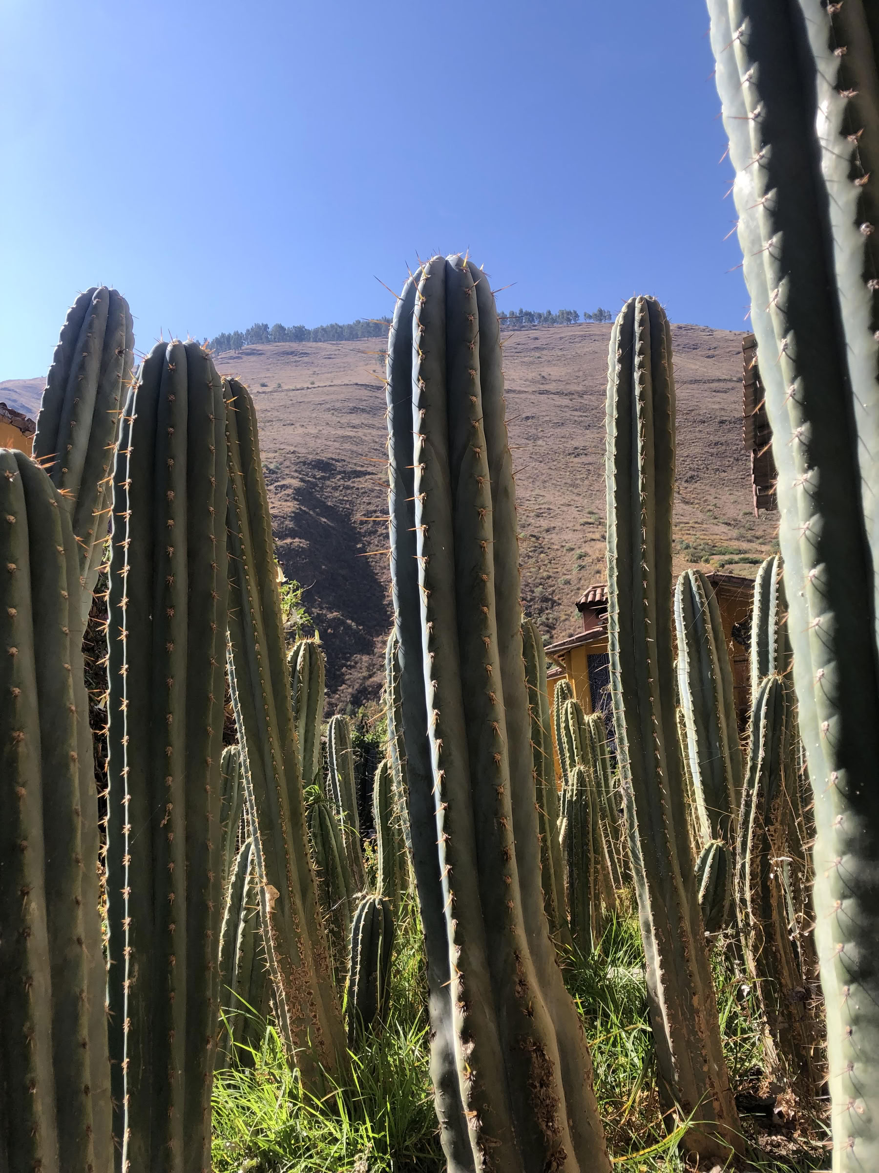 San Pedro-ceremonie