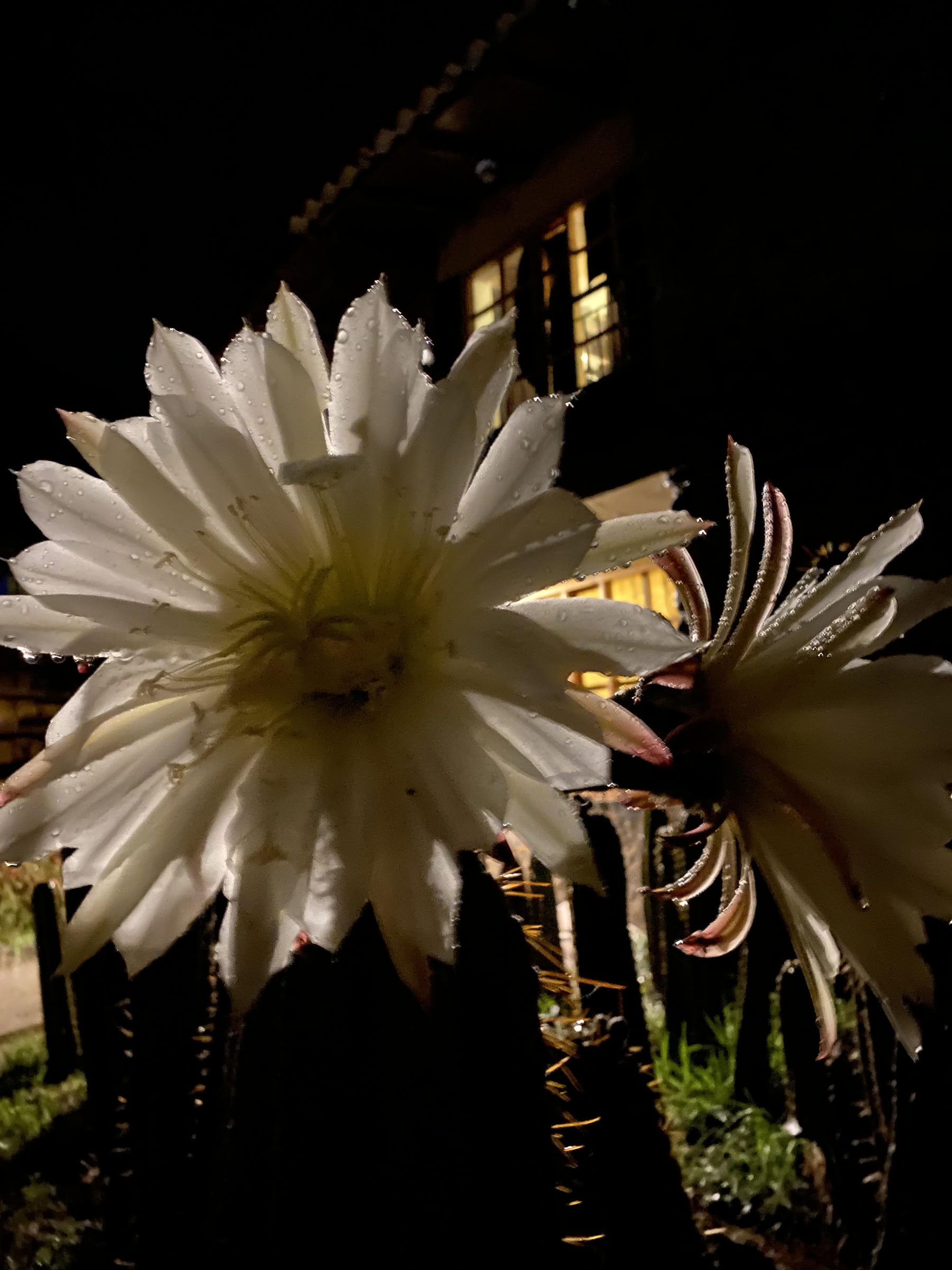 San Pedro-ceremonie