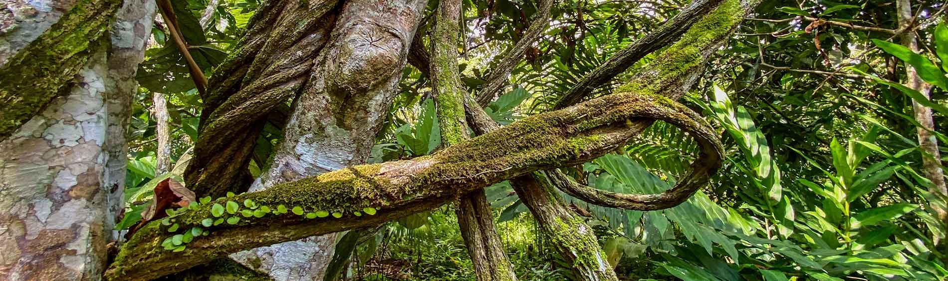 Ayahuasca Helingsretraite + 5-daagse Integratieretraite