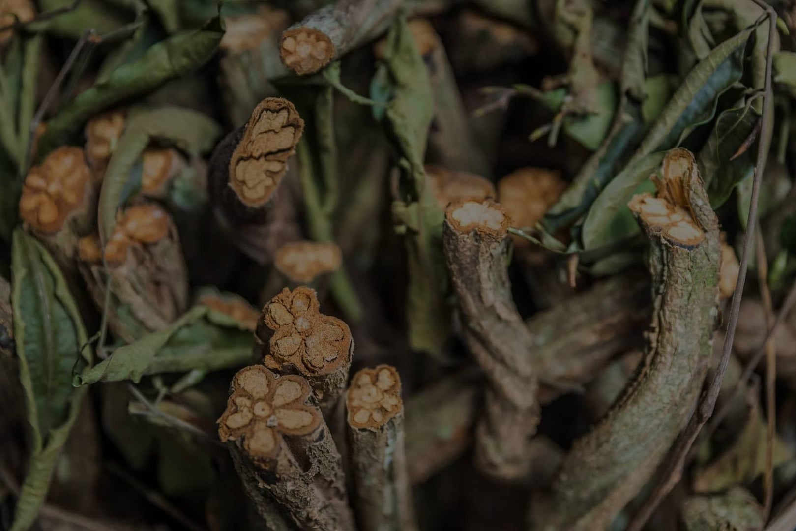 Ayahuasca Helingsretraite + 5-daagse Integratieretraite