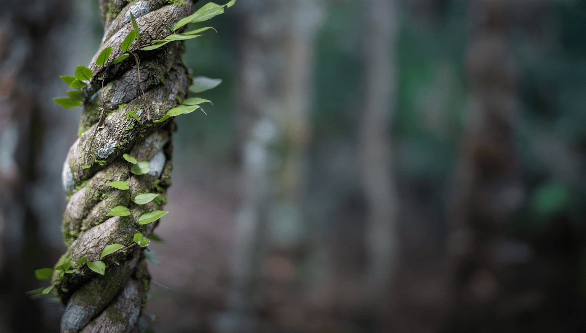 Ayahuasca Helingsretraite + 5-daagse Integratieretraite