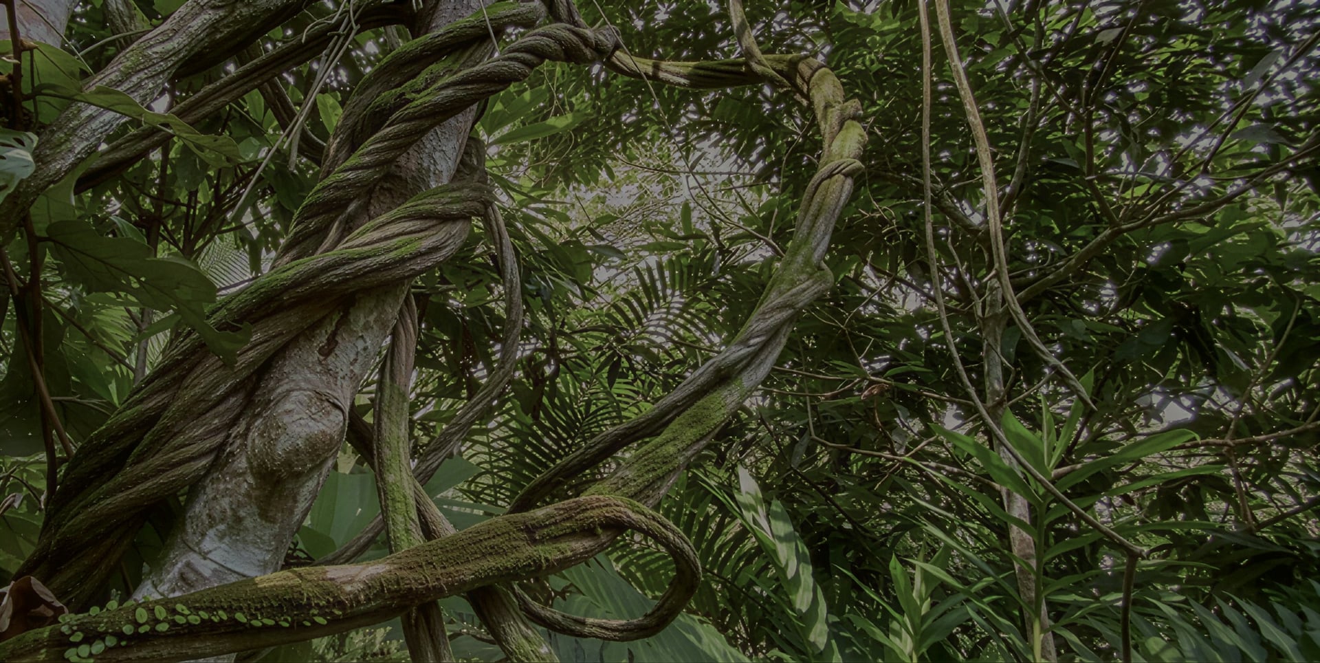Ayahuasca Helingsretraite + 5-daagse Integratieretraite