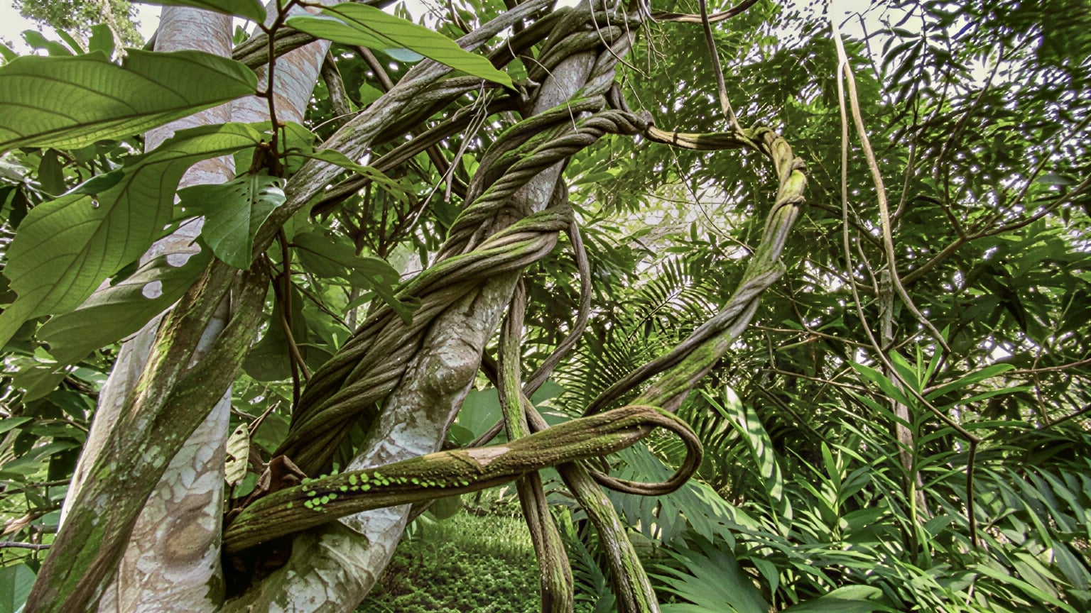 Ayahuasca-healingretraite voor vrouwen