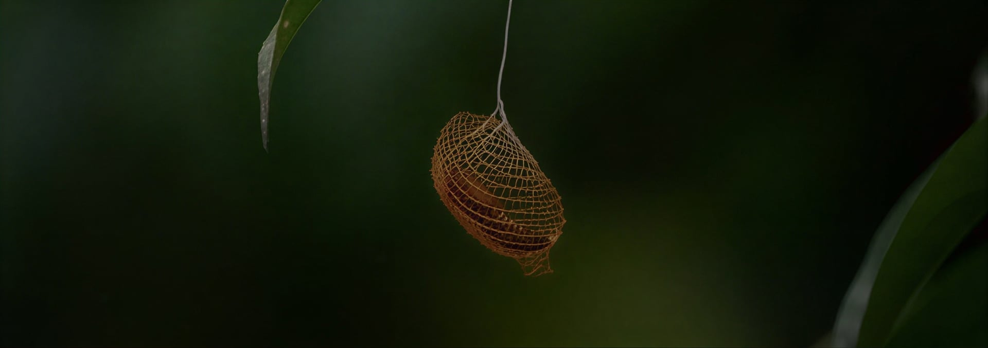 Ayahuasca-healingretraite voor vrouwen