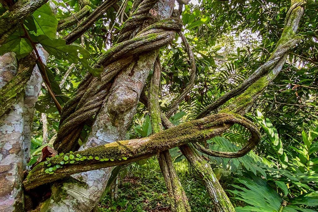 Ayahuasca-healingretraite voor vrouwen