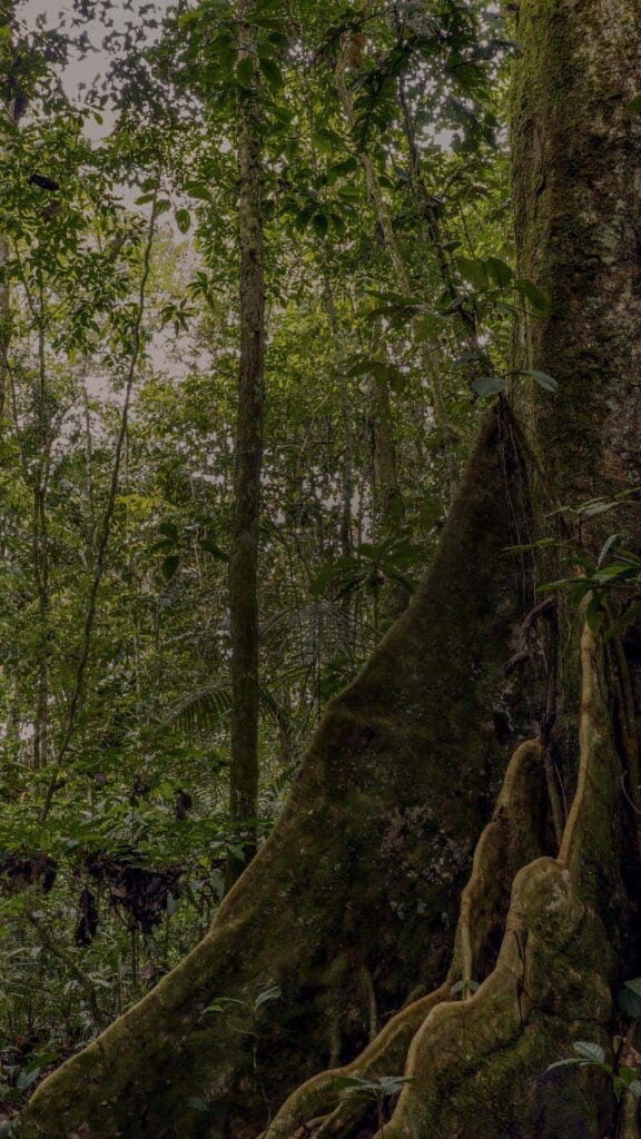 Retraite met ayahuasca voor zorgprofessionals 2026