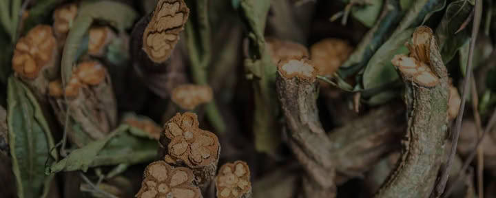 Leven in Afstemming Ayahuasca Helingsretreat + 5-daagse Integratieverlengingsretreat