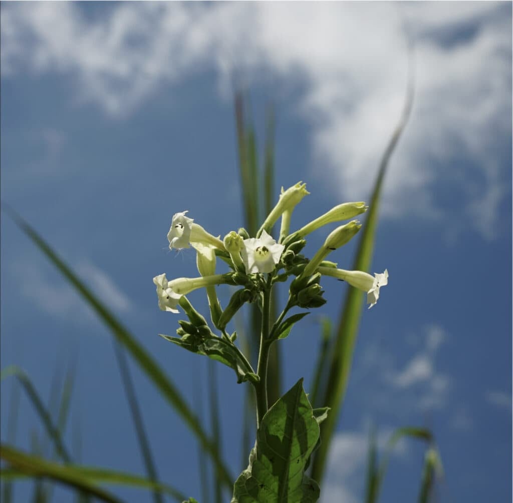 Traditionele plantendiëten bij Shipibo Rao