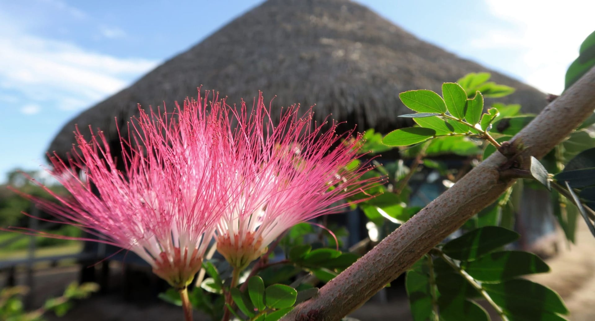 Traditionele plantendiëten bij Shipibo Rao