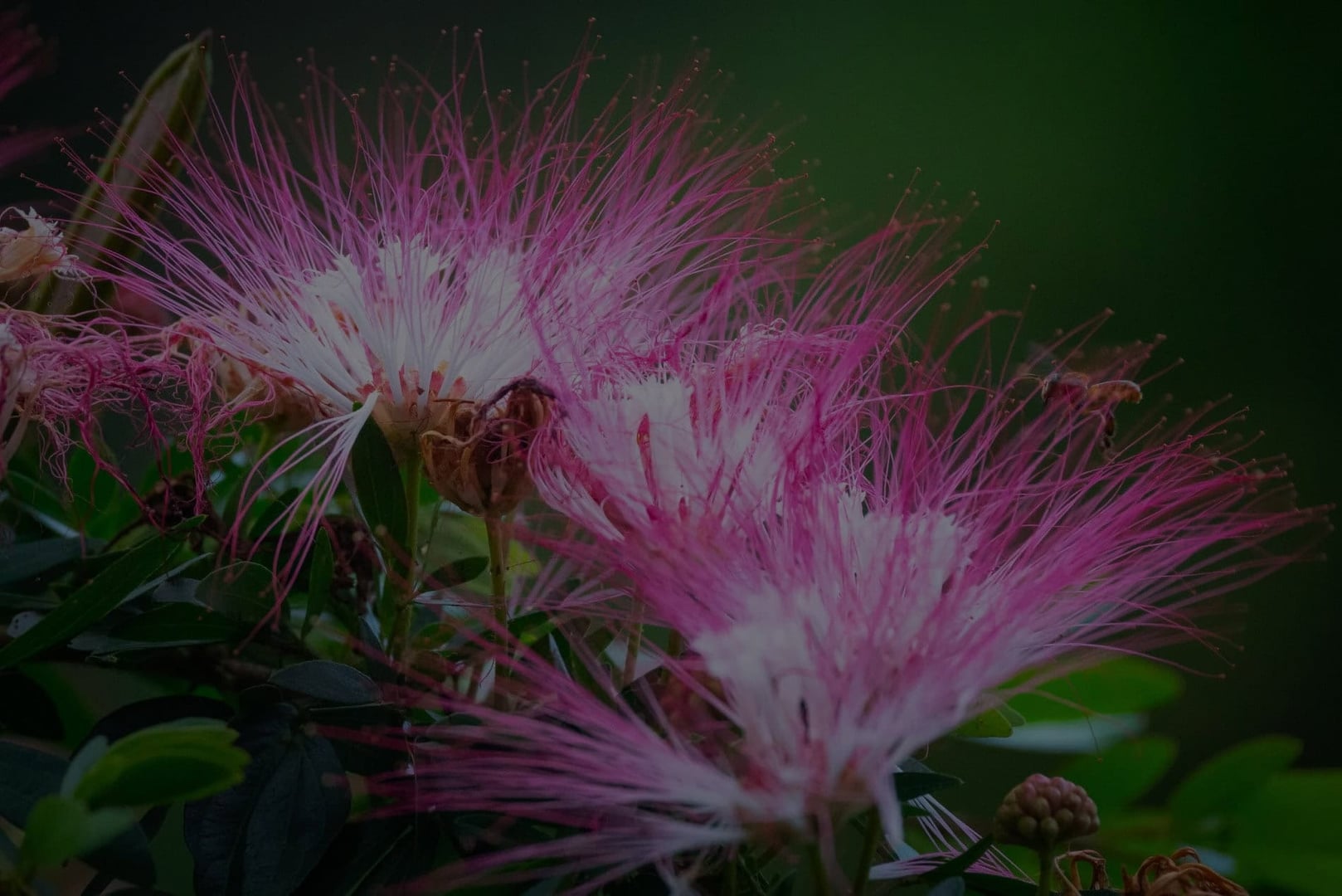 Traditionele plantendiëten bij Shipibo Rao