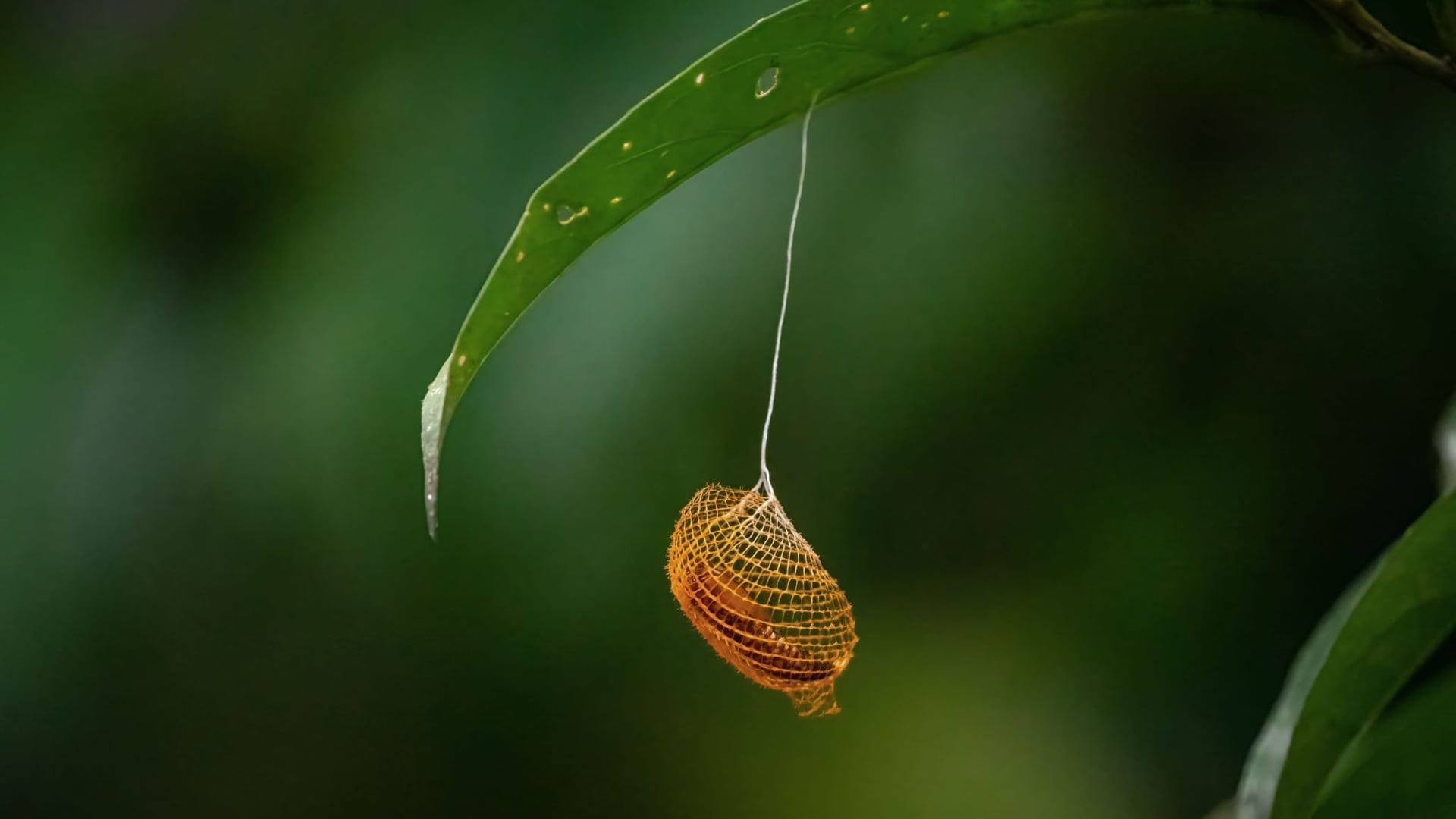 Traditionele plantendiëten bij Shipibo Rao