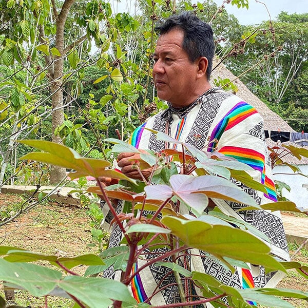 8-week ayahuasca-initiatiecursus