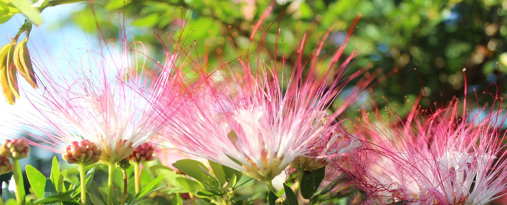 Shipibo Ayahuasca-retreat en plantendieet