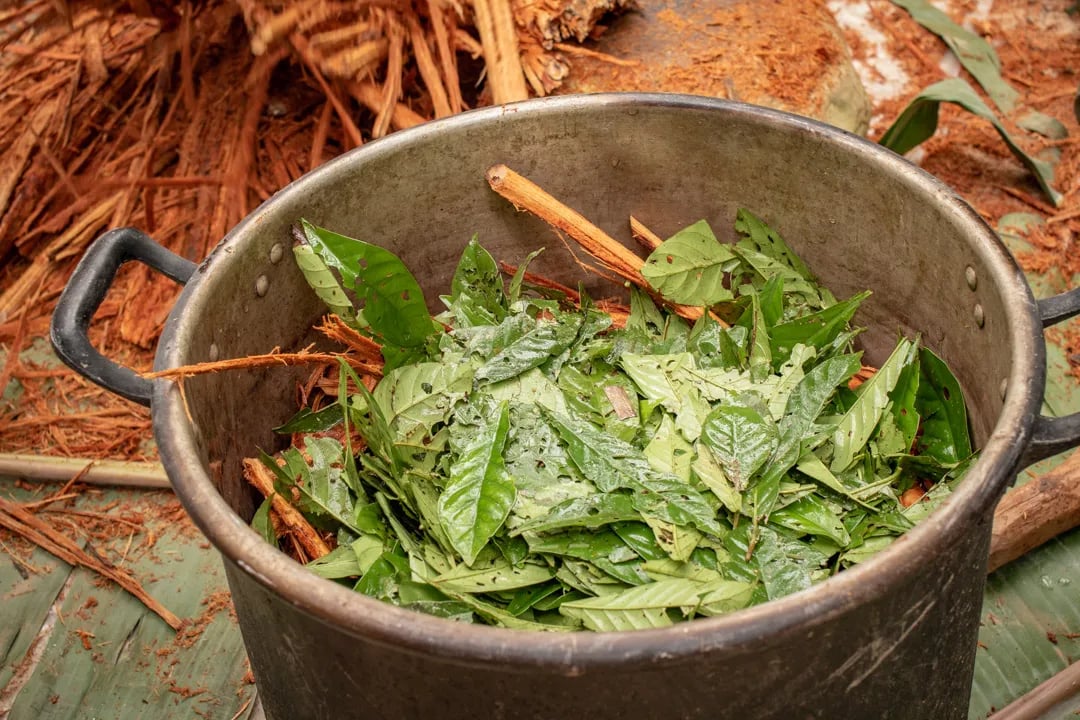 Ayahuasca-ceremonie