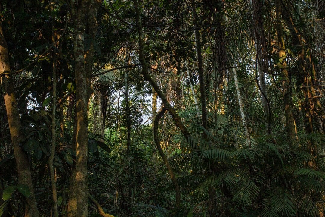 Ayahuasca-ceremonie