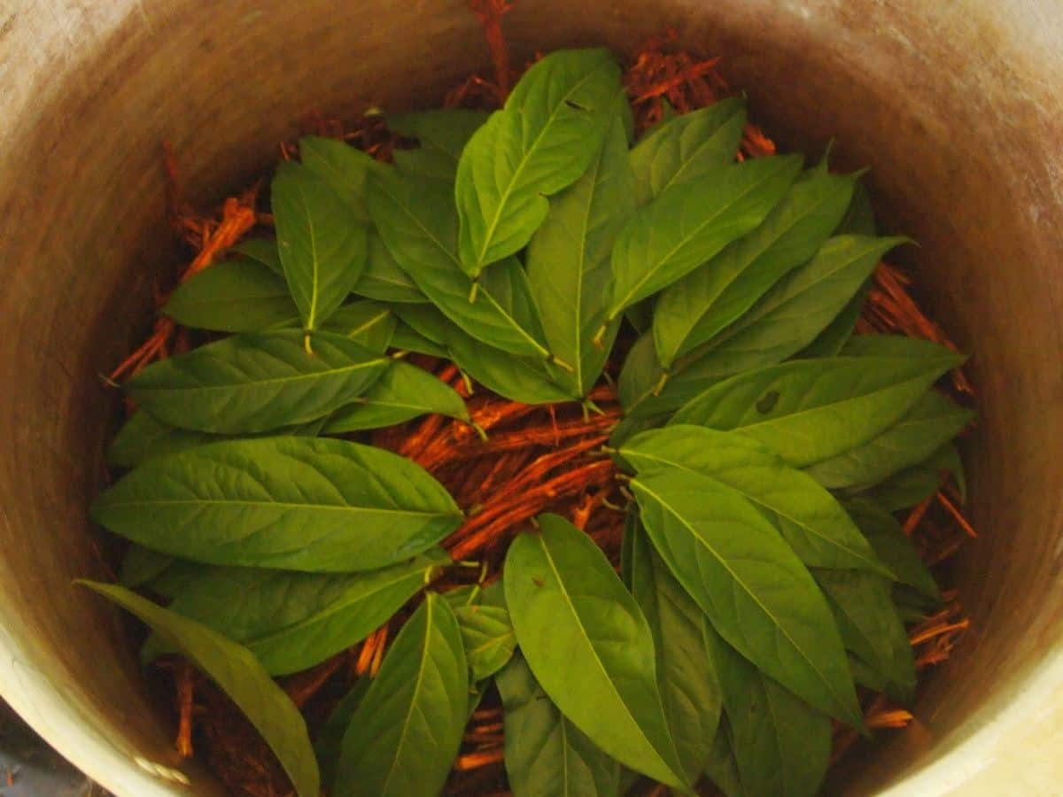 5-daagse ayahuasca-retreat in Ecuador
