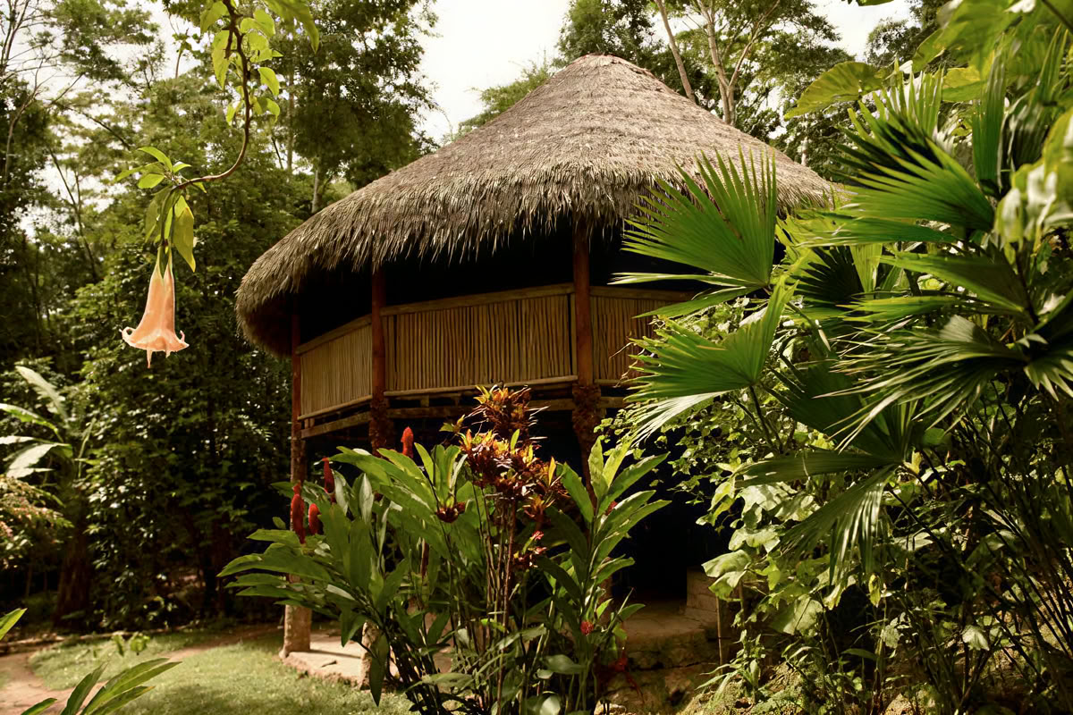 30 dagen – Ayahuasca- en meesterplantendieet