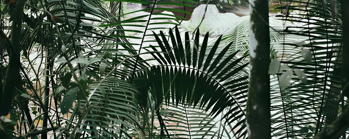 10-daagse ayahuasca- en yogaretreat