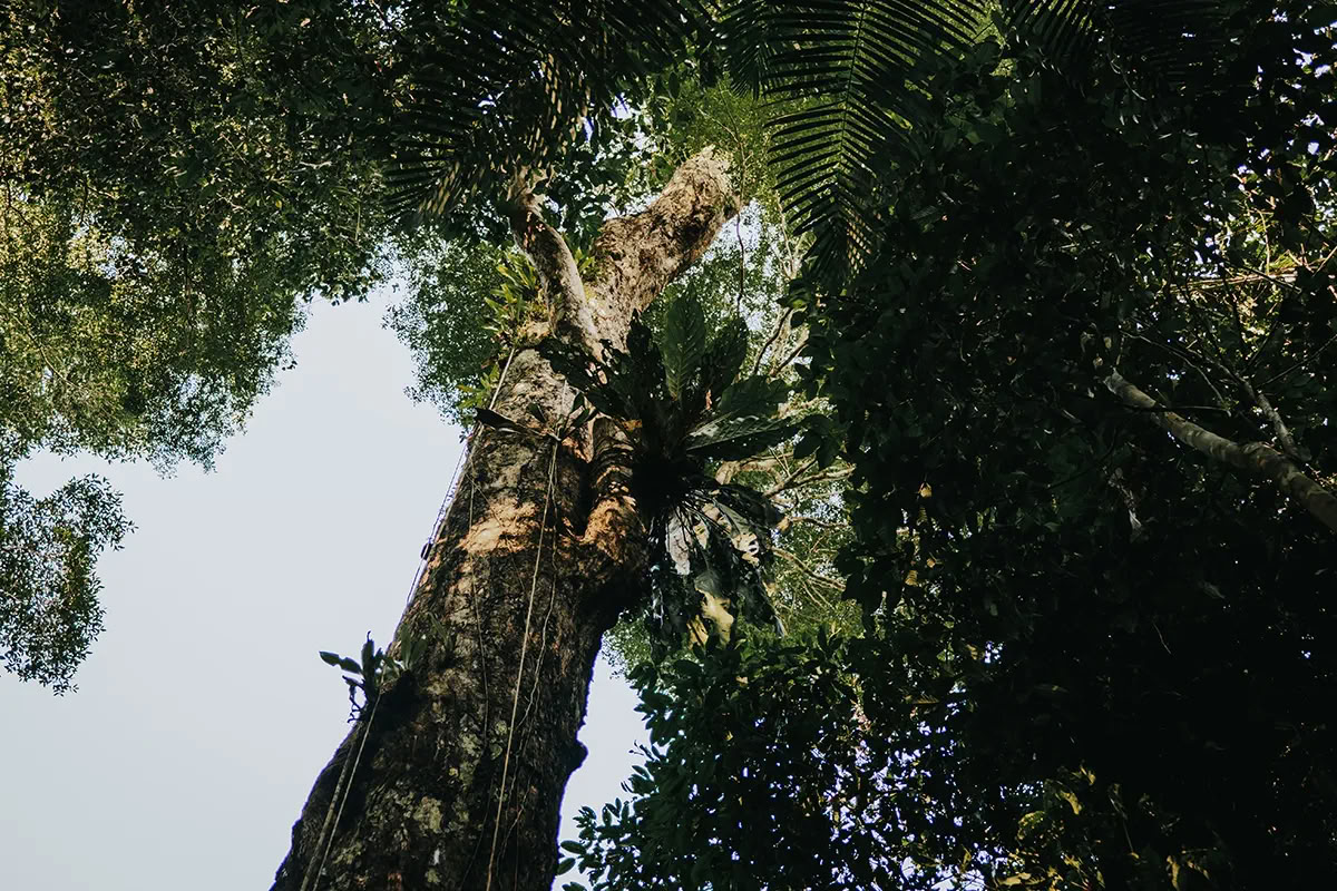 11-daagse Ayahuasca-retraite in Peru – 12-22 augustus 2026 | Shipibo-genezing & integratie