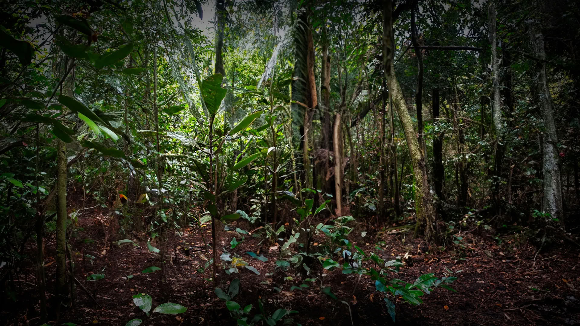 11-daagse Ayahuasca-retraite in Peru – 12-22 augustus 2026 | Shipibo-genezing & integratie
