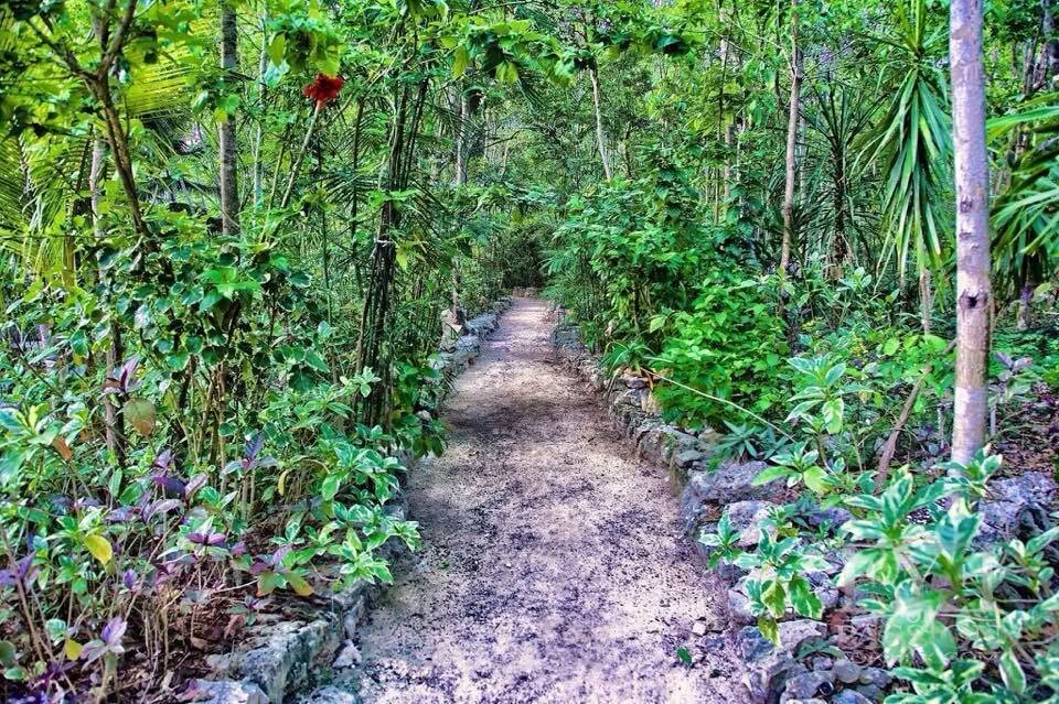 Ayahuasca-retreat, Mexico