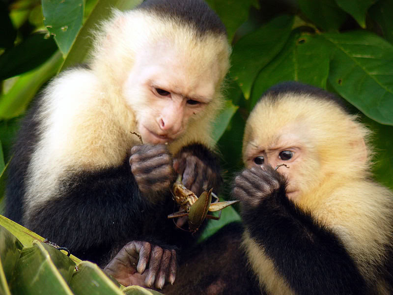Dagtrip naar Manuel Antonio (een dagtrip vanuit San José)