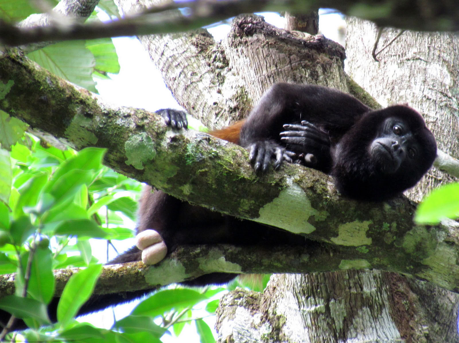 Dagtrip naar Manuel Antonio (een dagtrip vanuit San José)