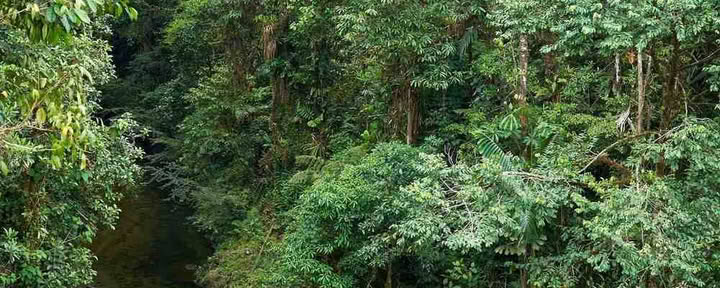 Ayahuasca-inwijdingsretraite: 7- en 14-daags – 10-31 januari 2027