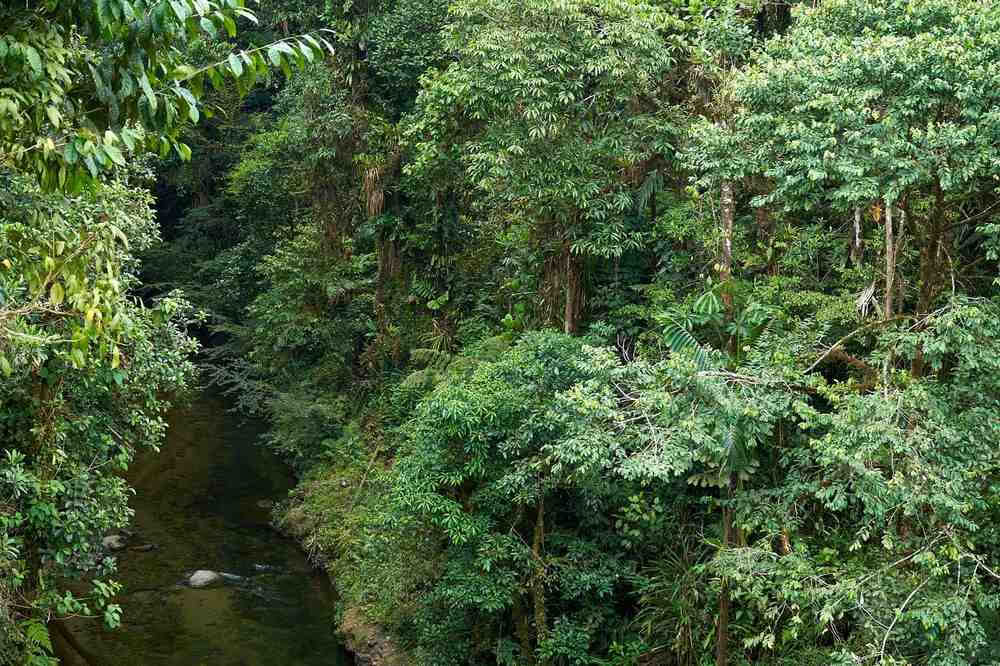 Ayahuasca-initiatieretraite: 7 en 14 dagen – 3-24 februari 2027