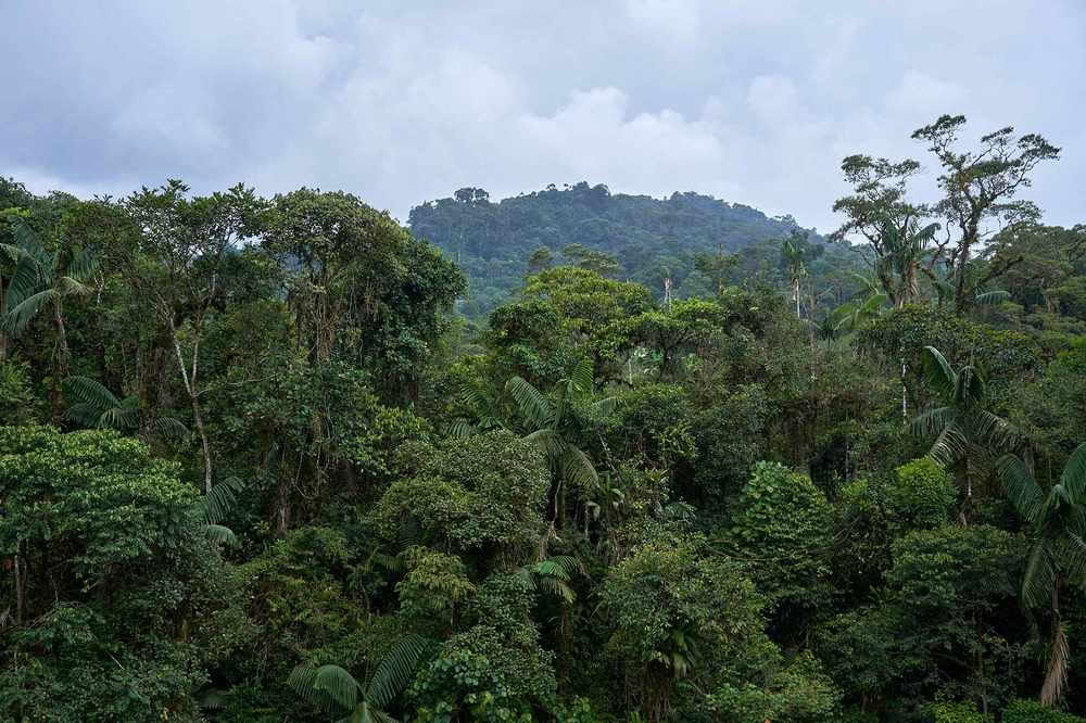 Ayahuasca-initiatieretraite: 7 en 14 dagen – 3-24 februari 2027