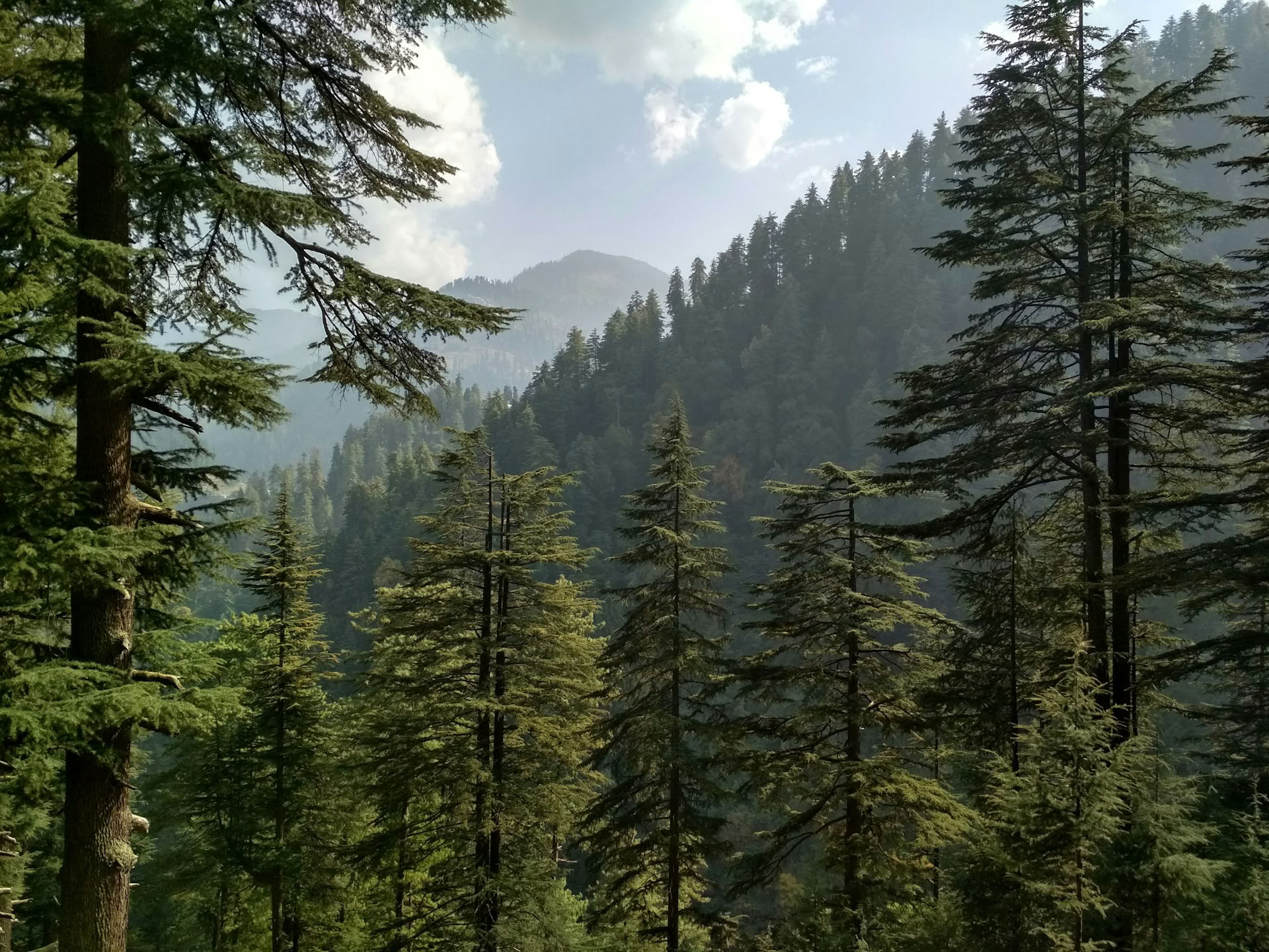 Bospaadjes naar Verborgen Gehuchten: Himalaya-retreat in Sojha, Tirthan & Sonaugi