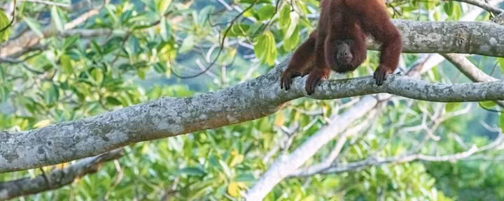 Heilige Ayahuasca-retraite in Santa Marta, Colombia